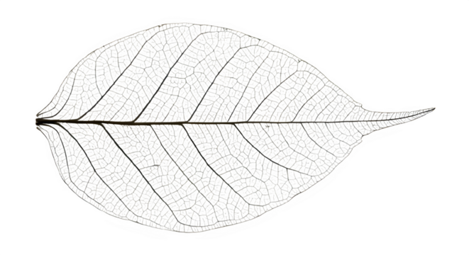 Leaf structure isolated on PNG background.