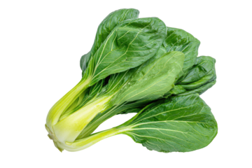 Fresh Bok Choy head, vibrant green leaves, pale yellow stems