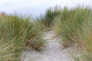 Pathway through tall grass leading to sandy beach, showcasing natural beauty and serene environment with soft clouds above