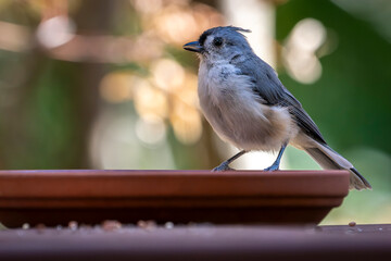 A small gray and white tufted titmouse perches on the edge of a dish, pausing now and then to sip...