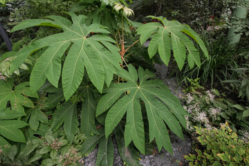 Closeup on the large lush green foliage of the Chinese rice paper plant, Tetrapanax papyrifer