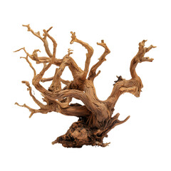 Fototapeta premium Intricate Mangrove Wood Aquarium Decor Natural Bonsai Inspiration isolated on transparent background