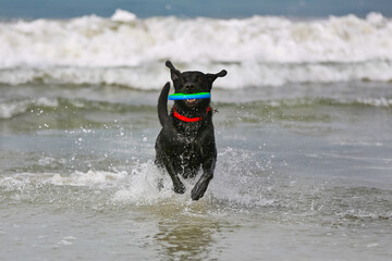 Black Labrador adult dog with a red collar running through water towards the camera at the beach with a blue green ring toy in the mouth