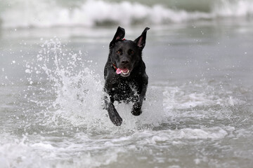 Black labrador running towards the camera with mouth open jumping through water at the beach with crashing waves in the background