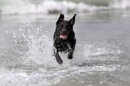 Black labrador running towards the camera with mouth open jumping through water at the beach with crashing waves in the background