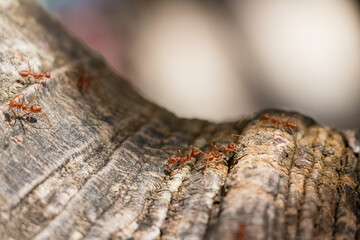 Red ant in Thailand. Animals in zoo and wildlife. High resolution photo.	