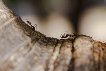 Red ant in Thailand. Animals in zoo and wildlife. High resolution photo.	