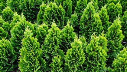 Close-up view of vibrant green conifer trees, forming a dense, textured pattern