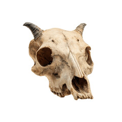 Unique animal skull with horns for decorative purposes and art
