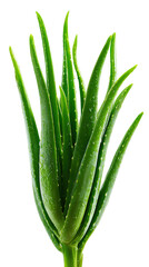 Close-up of a vibrant green aloe vera plant.  Healthy, succulent leaves radiate outward from a central point, appearing plump and full.  Dark background isolates the plant