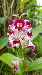Vibrant orchid in a lush garden