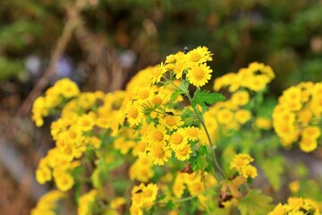 국화향기, 가을국화 감국