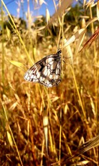 butterfly on grass