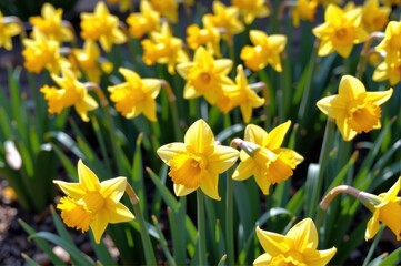 Fototapeta premium Bright yellow daffodils bloom profusely in a vibrant spring garden, their cheerful trumpets heralding the arrival of warmer weather. Sunlight illuminates the d, yellow flowers, landscape