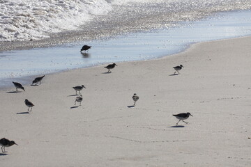 A flock of sandpipers scuttling around the beach looking for food.