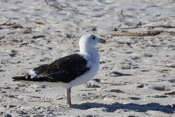 A large seagull walking along the sand on the beach.