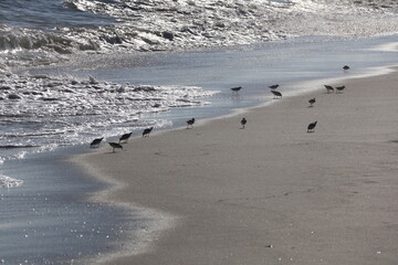 A flock of sandpipers scuttling around the beach looking for food.