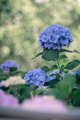 潮来市二本松寺に咲く紫陽花