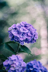 潮来市二本松寺に咲く紫陽花