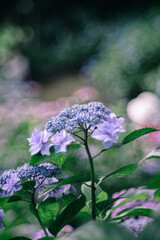 潮来市二本松寺に咲く紫陽花