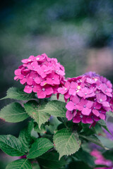 潮来市二本松寺に咲く紫陽花
