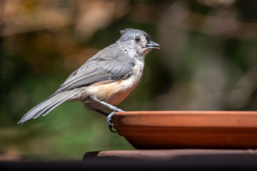 A small gray and white tufted titmouse perches on the edge of a dish, pausing now and then to sip water.