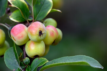 Closeup of ripening fruit of Crab Apple Malus × robusta 'Red Sentinel' in a garden in late summer