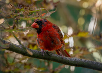 A vibrant red cardinal is perched on a tree branch, surrounded by soft-focus leaves and warm natural light.