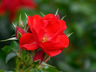 Closeup of flower Rosa 'Eternity' in a garden in late summer