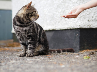 A cat is sitting on the ground and looking at a person's hand. The cat appears to be relaxed and comfortable in the presence of the person
