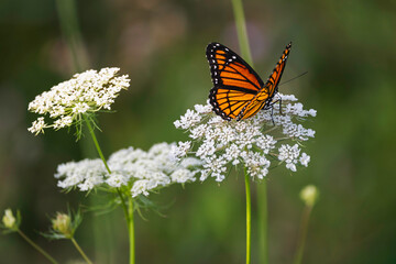 Viceroy butterfly feeding on a  Queen Anne's lace flower