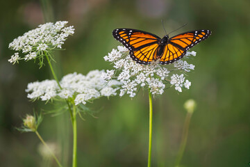 Viceroy butterfly feeding on a  Queen Anne's lace flower