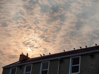 The sky is cloudy and the sun is setting. There are many birds on the roof of the building sitting in a line. Seagull team on look out position.