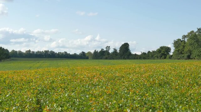 A soybean field in rural Ontario, Canada. Diverse uses including food (tofu, soy milk, edamame, soy sauce), livestock feed, soybean oil for cooking and as a precursor to biodiesel fuel.