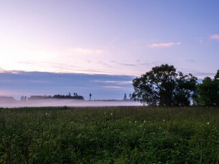 A foggy field with a tree in the foreground. The sky is a mix of blue and purple. Calm sunset time. Relaxed and peaceful mood.