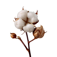 Cotton Plant Closeup of Fluffy Cotton Bolls on Branch isolated on transparent background