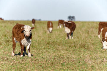 one brown and white Argentinian Polled Hereford calves in a field looking at the camera