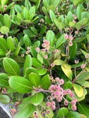 上から見た生垣の風景