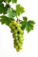 Obraz premium A delicate vine of green grapes with lush leaves, isolated on a pure white background, stock photo, agriculture, grape vine