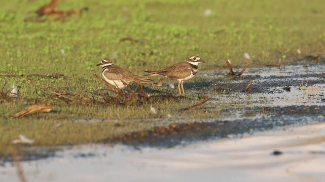 Killdeer (Charadrius vociferus) foraging at Shugru Reservoir in Lassen County, California.