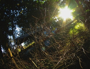 Sun rays shining through tree branches and rustic wooden fence in a countryside garden, natural...