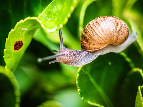 Schnecke unterwegs