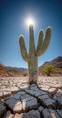 Desert sun, lone cactus, cracked earth