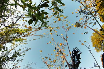 Wild white daisy-like flowers growing towards the sky, photographed from below with trees and soft evening light in the background