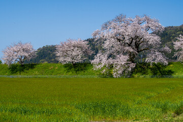 Wheat field with cherry blossoms in full bloom