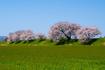 Obraz premium Wheat field in full bloom