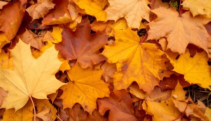 Fototapeta premium 黄金の秋のカエデの葉・地面テクスチャ