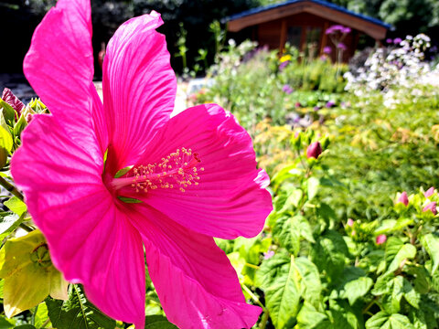 Sumpfeibisch, Sumpf-Eibisch (Hibiscus moscheutos)