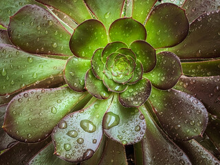 Succulent in Rain