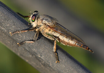Robber fly on sunlit branch in Cyprus